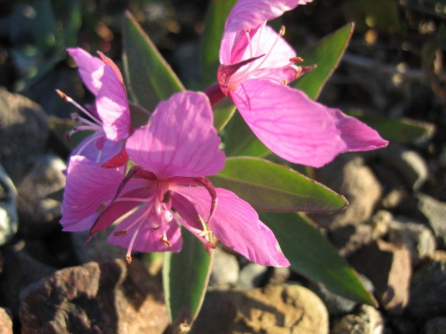 Grönlands nasjonalblomst  -  storblomstret geitrams
