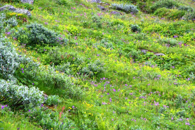 fra gamlevegen over Dyrskard i juli