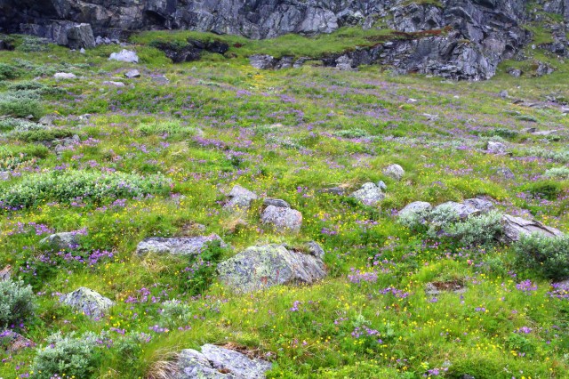 fra gamlevegen over Dyrskard i jul