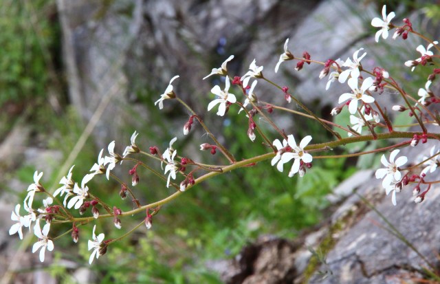 bergfrue, valldalsvegen