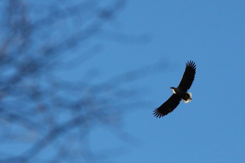 havørn  -  Haraldsvang 10/2