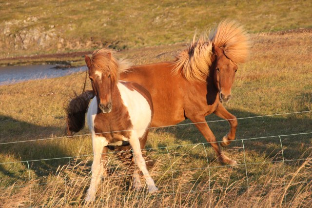 islandshester i solnedgang