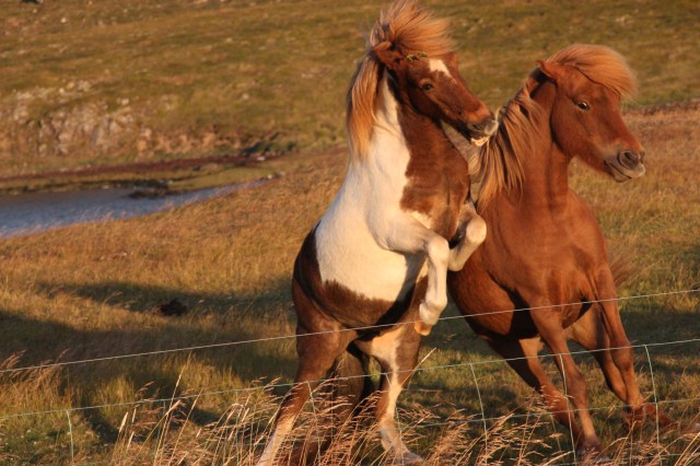 islandshester i solnedgang