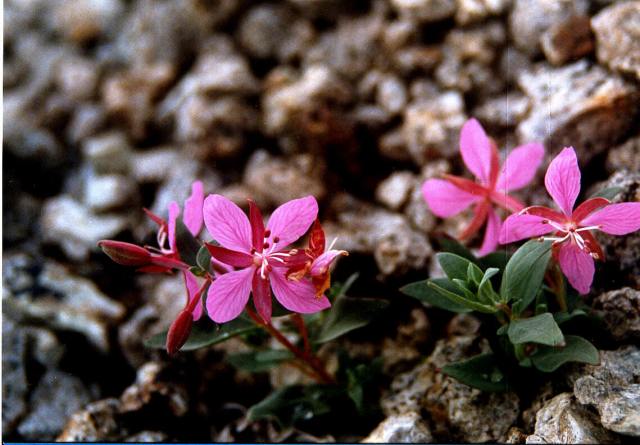 digitalisert, foto, oppr. tatt 1998 med Chinon CG-5 manuell SLR