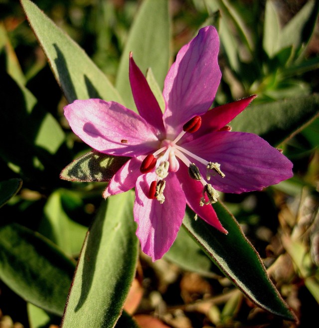 foto fra 2005, Canon Digital IXUS 5.0