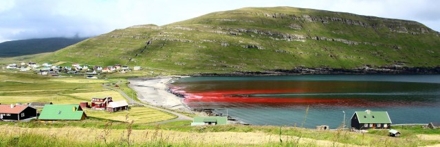 Húsavik, Faroe Islands: grindadráp