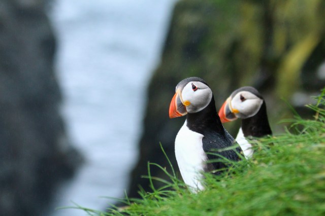 Lunde, Mykines, Færøyene
