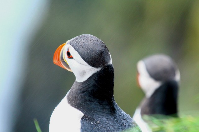 Lunde, Mykines, Færøyene