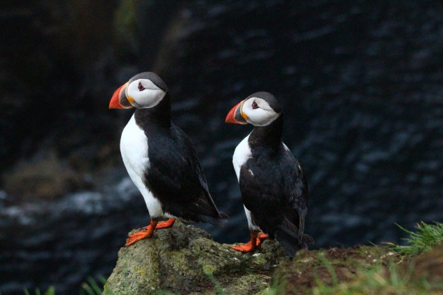 Lunde, Mykines, Færøyene