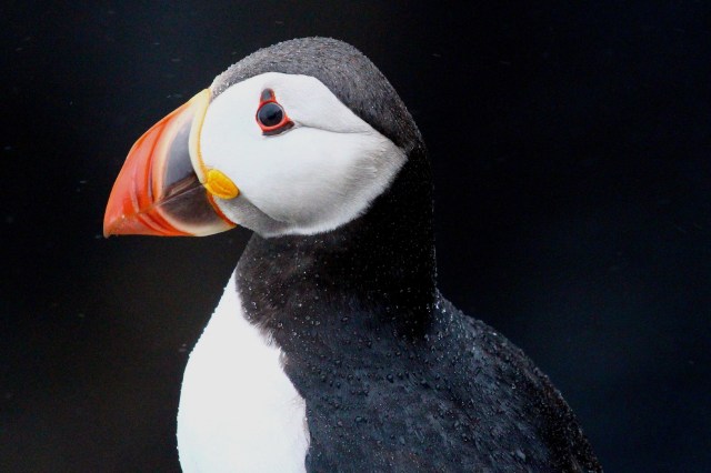 Lunde, Mykines, Færøyene