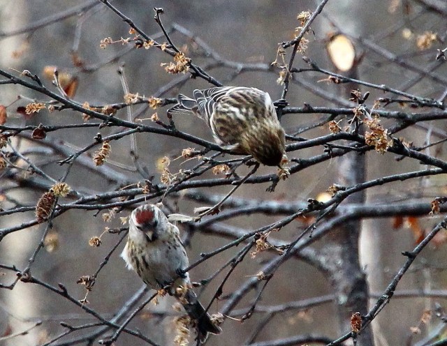 Gråsisik, Røldal 14.10.13.