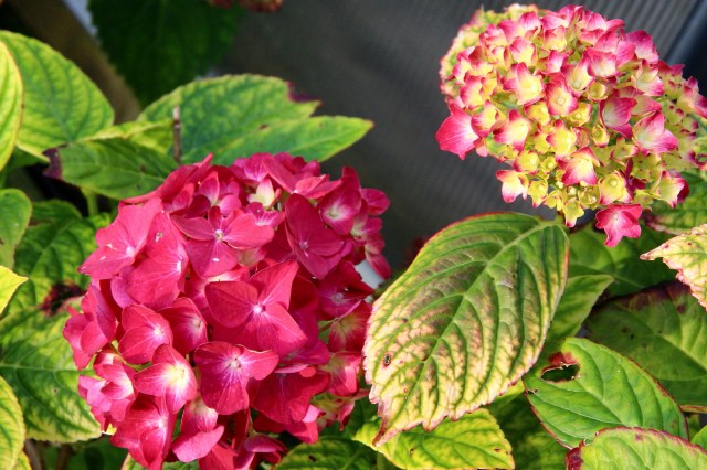 hortensia