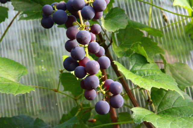 Vitis 'Zilga'