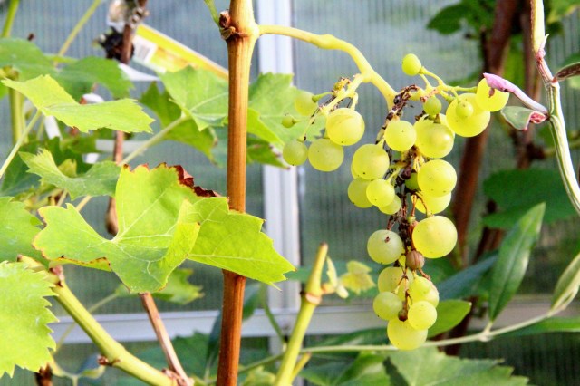 vitis sukribe