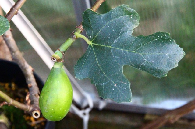 ficus carica