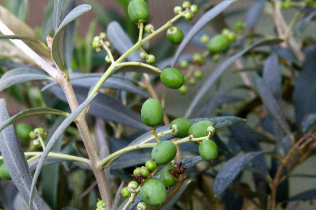olea europea