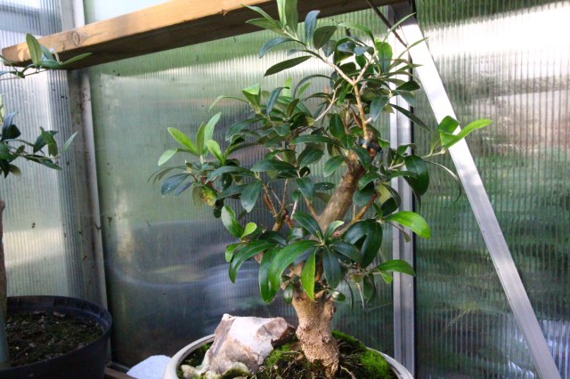 olea europea  -  bonsai