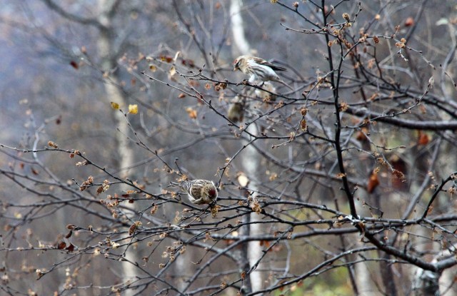 Gråsisik, Røldal 14.10.13.