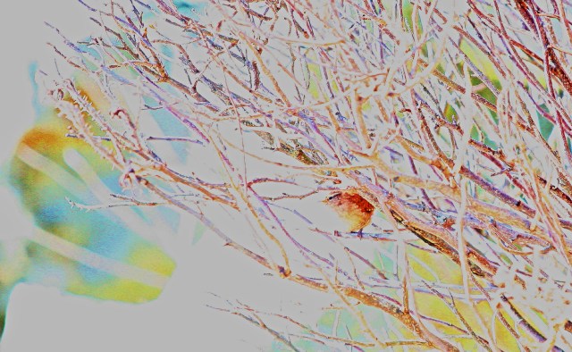 Gjerdesmett (troglodytes troglodytes)