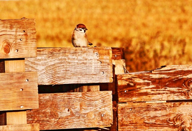 pilfink (passer montanus)
