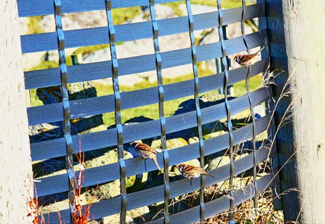 pilfink (passer montanus)