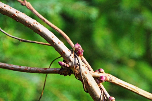 svarthyll (sambucus nigra) 01.12.13.
