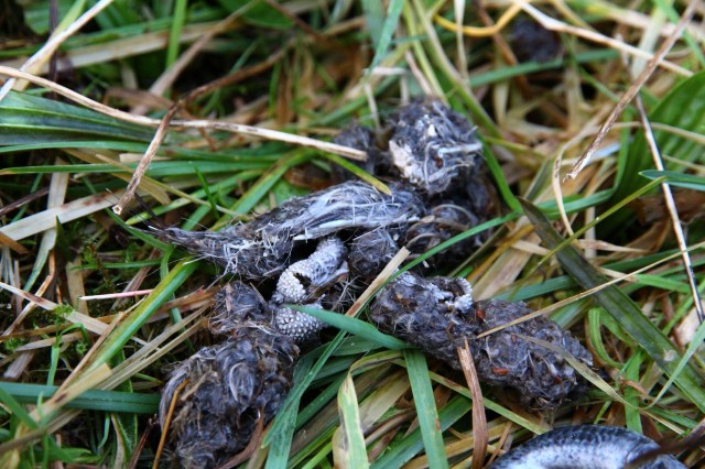 gulpebolle, sanns.vis etter ramn, Nord-Karmøy