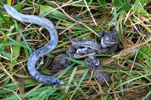 gulpebolle, sanns.vis etter ramn, Nord-Karmøy