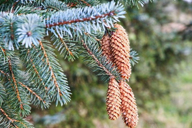 Sitkagran (Picea sitchensis)