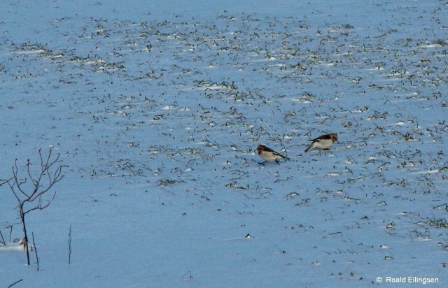 Snøspurv, Taravikje, 14.01.14.