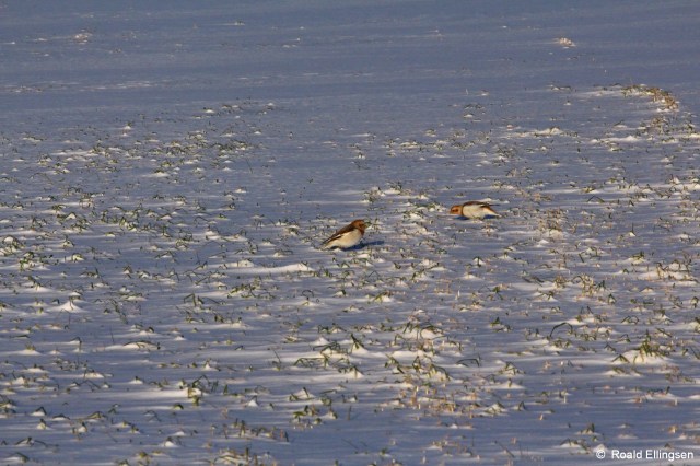 Snøspurv, Taravikje, 14.01.14.