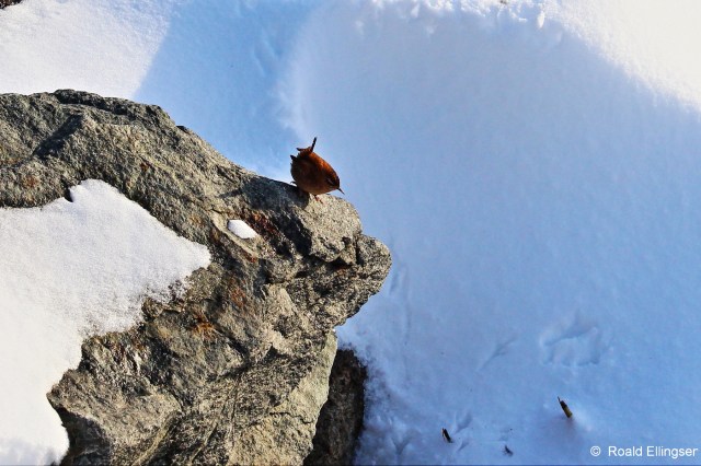 Gjerdesmett, Taravikje, 14.01.14.