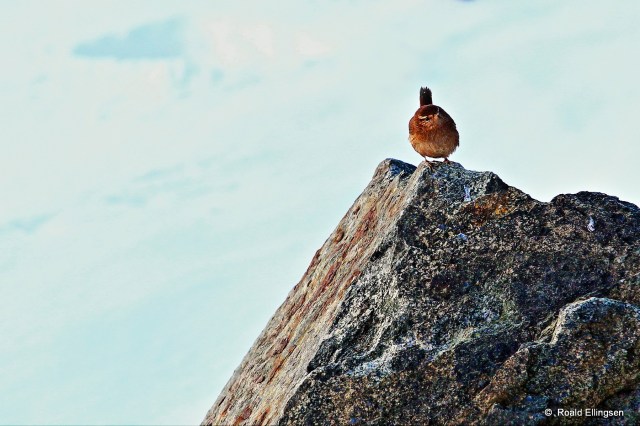 Gjerdesmett, Taravikje, 14.01.14.