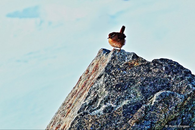 Gjerdesmett, Taravikje, 14.01.14.