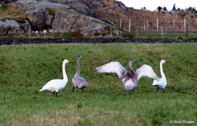 Sangsvaner, Taravikje januar 2014