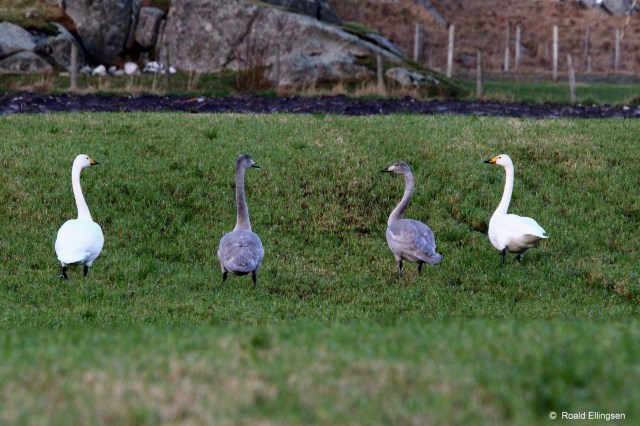Sangsvaner, Taravikje januar 2014