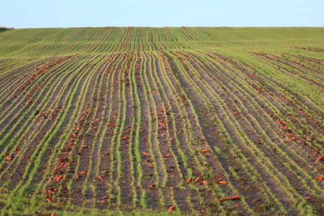 Copy (1) of IMG_5170