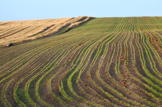 Copy (1) of IMG_5173