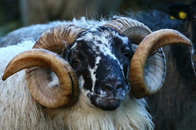 Copy (1) of IMG_5539b