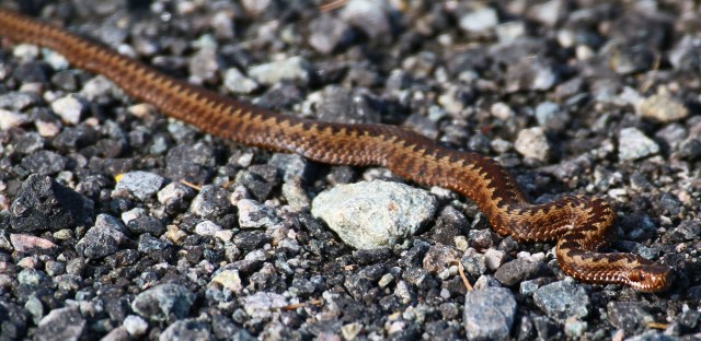 Copy (1) of IMG_8479b