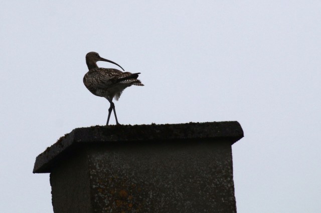 Copy (1) of IMG_9511d