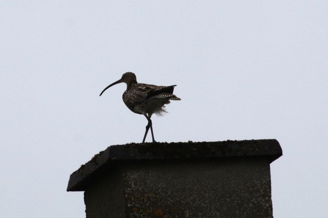 Copy (1) of IMG_9514d