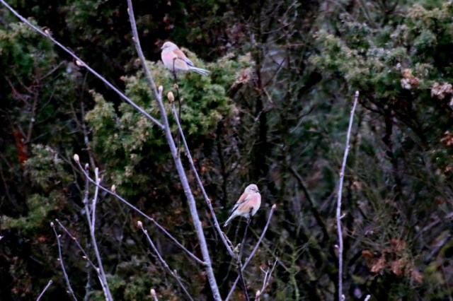 Copy (1) of IMG_0113b