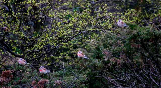 Copy (1) of IMG_0116b