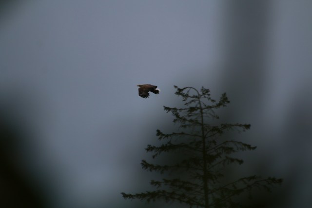 Copy (1) of IMG_0306