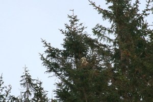 Copy (1) of IMG_0310b