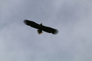 Copy (1) of IMG_0376