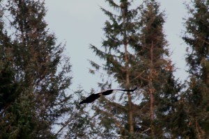 Copy (1) of IMG_0413d