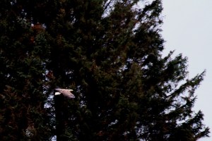 Copy (1) of IMG_0417d