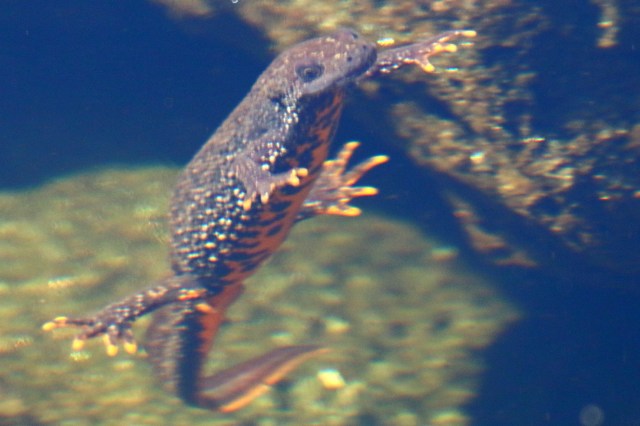 Copy (1) of IMG_0524b